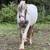 2yo Gypsy Vanner Gelding 5 thumbnail