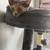 Young friendly cats 2 thumbnail