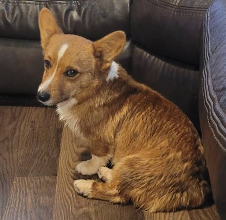 Corgi Needs Forever Home63690969863811123