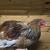 Easter Egger Chicken Layers Hens * Ameraucanas * Rhode Island Reds 6 thumbnail