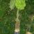 Banana trees for sale!!! 2 thumbnail