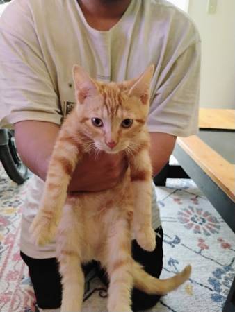 Kittens (West-Sacramento)63920016624514121