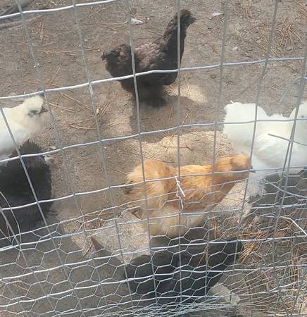 Hatching eggs - Silkie & Serama - $30 (Dothan)63440392740611122