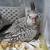 Cockatiel Pair 6 thumbnail