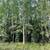 1.05-acre off-grid lot in Funny River 6 thumbnail