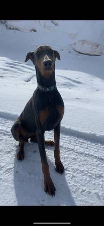 Doberman azul63860183230209120