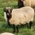 Icelandic Ewes 3 thumbnail