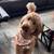 Standard Goldendoodles 9 thumbnail