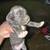 Pitbull puppies 23 thumbnail
