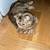 short hair, exotic kitten 2 thumbnail