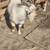 Nigerian dwarf 1 thumbnail