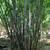 Clumping Blue Bamboo ~ B. chungii & B. chungii 'Barbellata' 23 thumbnail