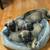 Cane Corso 1 thumbnail