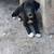 Catahoula Leopard Plott puppies 3 thumbnail