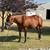 Bay Mare for sale 2 thumbnail