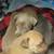 Looking for help from a rescue for mama dog and puppies! 4 thumbnail