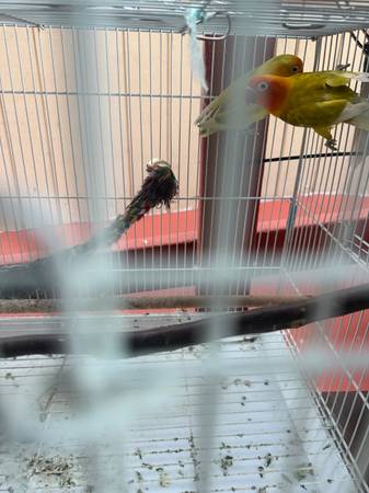 Pájaro y jaula (centro de San José)63696398284419121