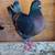 Fancy Pigeons - large variety 11 thumbnail