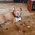 Dogs looking for home, can seperate - No fault of theirs 4 thumbnail