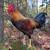 Gamefowl 4 thumbnail