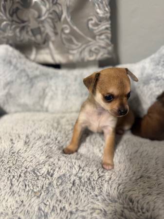 Taza de té chihuahua (fremont / union city / newark)63683376920321123