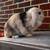 Pedigree holland lop does 2 thumbnail