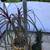 Ponytail palm & Haworthia succulents in 2 matching ceramic pots 3 thumbnail