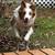 Red Border Collie Aussie Mix 6 thumbnail
