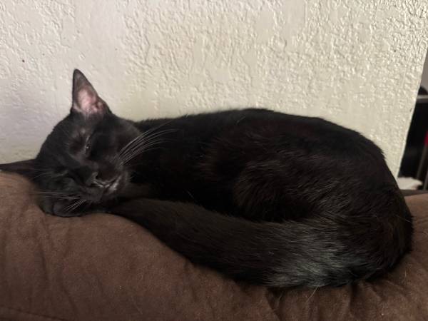 2 beautiful cats (Sacramento)63679341719041124