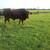 For Sale Full Blooded  BeefMaster Bull out of reg stock 7 thumbnail