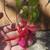Hardy Fuchsia Plants 10 thumbnail