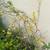 Dormant Forsythia-Forsythia Suspensa flower plant CÂY HOA MAI NHẬT 2 thumbnail