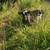 A2A2 Jersey/Normande Bull 5 thumbnail