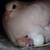 Wedding dove. 11 thumbnail