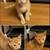 Kittens 5 thumbnail