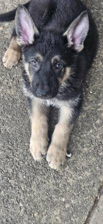 German Shepards (Dothan)63612039123203123
