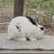Rabbits 4 thumbnail