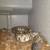 normal ball python 2 thumbnail