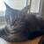 Toro & Ebi - Adorable Male Kittens - DOB 05-19-25 2 thumbnail