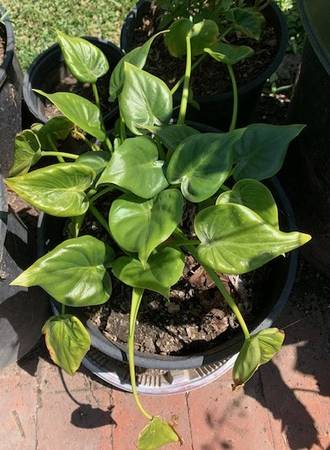 White Calla Lily Rooted Potted Plant 1