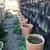 Beautiful terra cotta pots 4 thumbnail