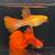 Home bred high end guppy 11 thumbnail