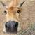 Cutie Pie Micro Mini Cow A2A2 1 thumbnail