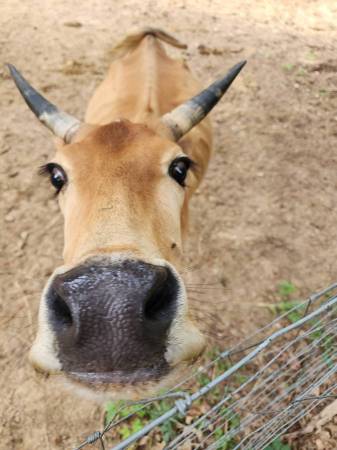 Cutie Pie Micro Mini Cow A2A2 1