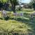 Charolais calves 1 thumbnail