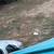 Two White Baby Bunnies looking for a home 4 thumbnail