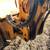 1977 CASE 475 Cable Plow—1,398 Hrs, Cummins 4BT Engine—Bid Now! 11 thumbnail