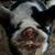 Kune Kune Pigs! 1 thumbnail