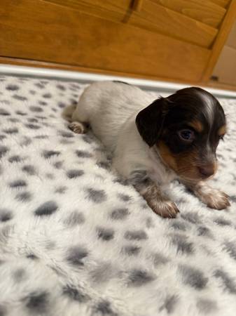 Mini doxies de pelo largo (Fresno)63798820755459121