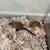 gerbils 1 thumbnail